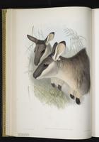 Western Brush Wallaby plate 20