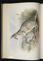 Toolache Wallaby, tooloche wallaby plate 19