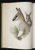 Toolache Wallaby, tooloche wallaby plate 18