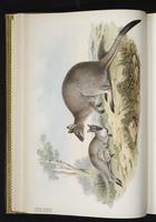 Bennett's Tree-kangaroo plate 17
