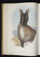 Bennett's Tree-kangaroo plate 16