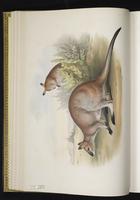 Common Brushtail plate 15