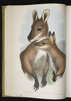 Common Brushtail plate 14