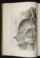 Pretty-faced Wallaby, whiptail wallaby plate 13