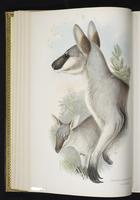 Pretty-faced Wallaby, whiptail wallaby plate 12