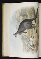Euro, Wallaroo plate 11