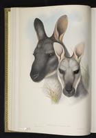 Euro, Wallaroo plate 10