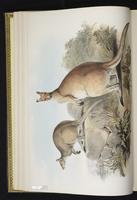 Antilopine Kangaroo, antilopine wallaroo plate 9