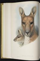 Antilopine Kangaroo, antilopine wallaroo plate 8