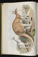 Red Kangaroo plate 7