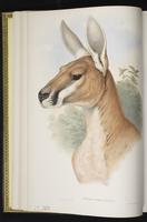 Red Kangaroo plate 6