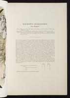 Introduction to the mammals of Australia, 1:30