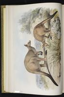 Western Grey Kangaroo plate 5