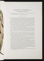 Introduction to the mammals of Australia, 1:26