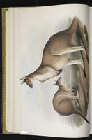 Western Grey Kangaroo plate 4