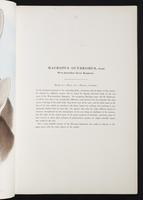 Introduction to the mammals of Australia, 1:22