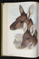 Western Grey Kangaroo plate 3