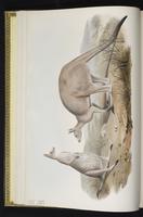 Western Grey Kangaroo plate 2