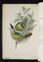 Aulacoramphus caeruleogularis plate 53