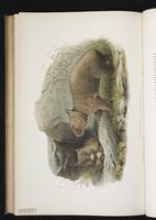 Southern Hairy-nosed Wombat plate 60