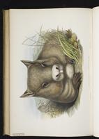 Southern Hairy-nosed Wombat plate 59