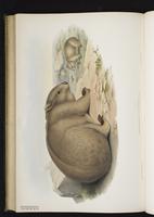 Southern Hairy-nosed Wombat plate 58