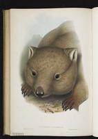 Southern Hairy-nosed Wombat plate 57