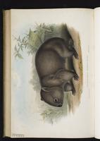 Coarse-haired wombat, Common Wombat plate 56