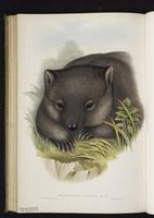 Coarse-haired wombat, Common Wombat plate 55