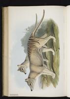 Tasmanian tiger, Tasmanian wolf, Thylacine plate 54
