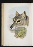 Tasmanian tiger, Tasmanian wolf, Thylacine plate 53