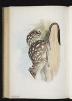 Northern Quoll plate 52