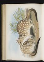 Western Quoll plate 51