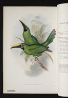 Aulacoramphus atrogularis plate 51