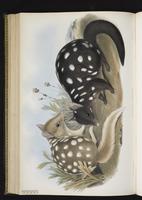 Eastern Quoll plate 50
