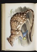 Tiger Quoll plate 49