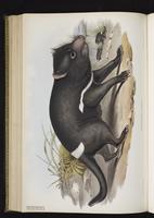 Tasmanian Devil plate 48