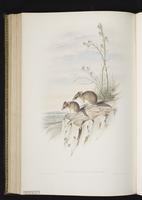 Fat-tailed Dunnart plate 47