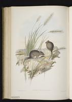 Stripe-faced Dunnart plate 46