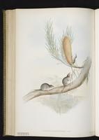 Pygmy Planigale plate 45