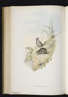 Pygmy Planigale plate 44
