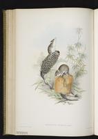 Murine antechinus plate 43