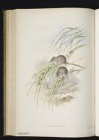 White-footed antechinus plate 42