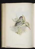 White-footed Dunnart plate 41