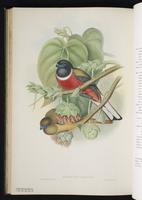 Violaceous trogon; Trogón violáceo plate 39