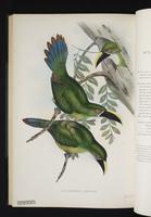 Aulacorhynchus prasinus albivitta plate 50