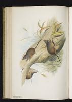 Rusty-footed antechinus plate 40