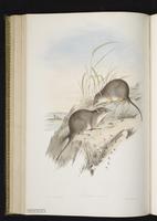 Southern Dibbler plate 39