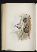 White-bellied antechinus plate 38