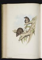 Eastern Pygmy Possum plate 37